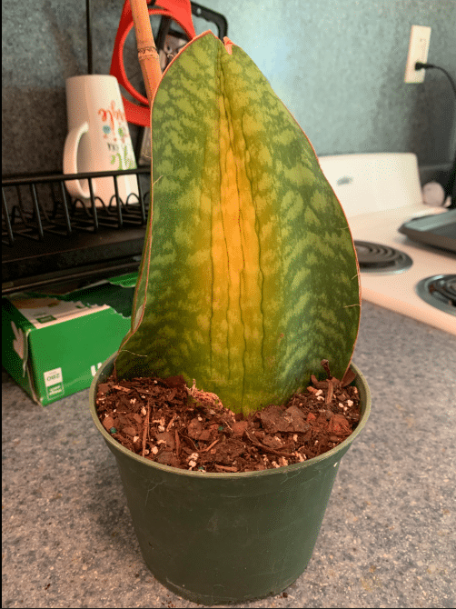 Whale fin snake plant yellowing